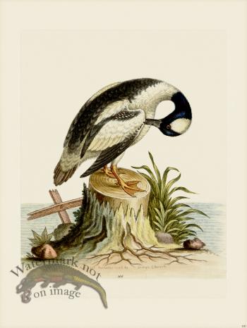 Edwards 100 Little Black and White  Duck